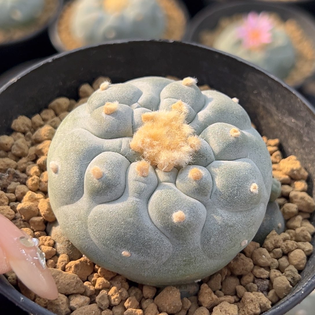 m417实生凸you群带盆