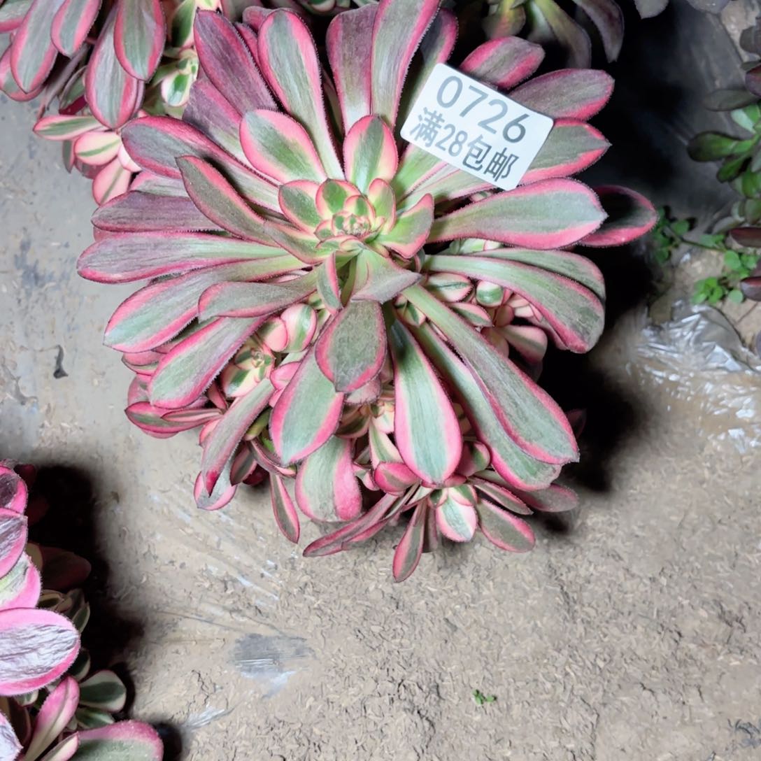 E.   0726香奈儿多肉