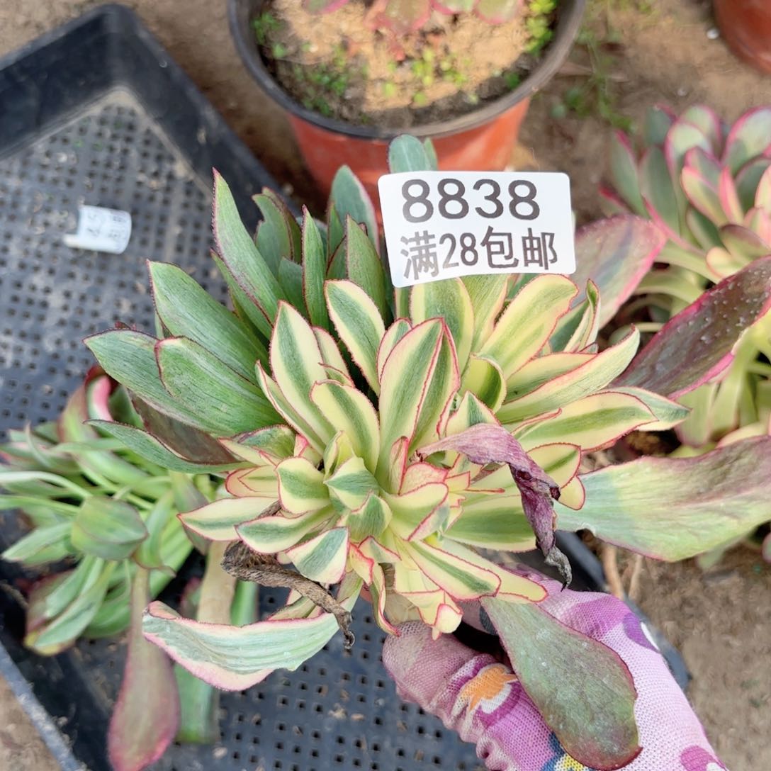 A. 8838魅影七彩拉丝多肉