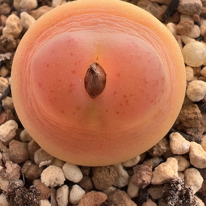 拉登肉锥尺寸2.2cm