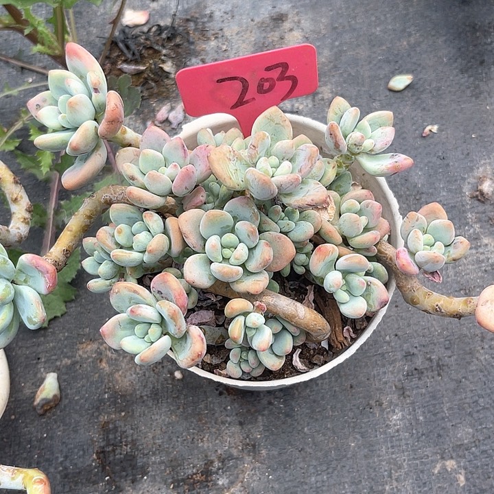 晨语多肉，一物一拍203