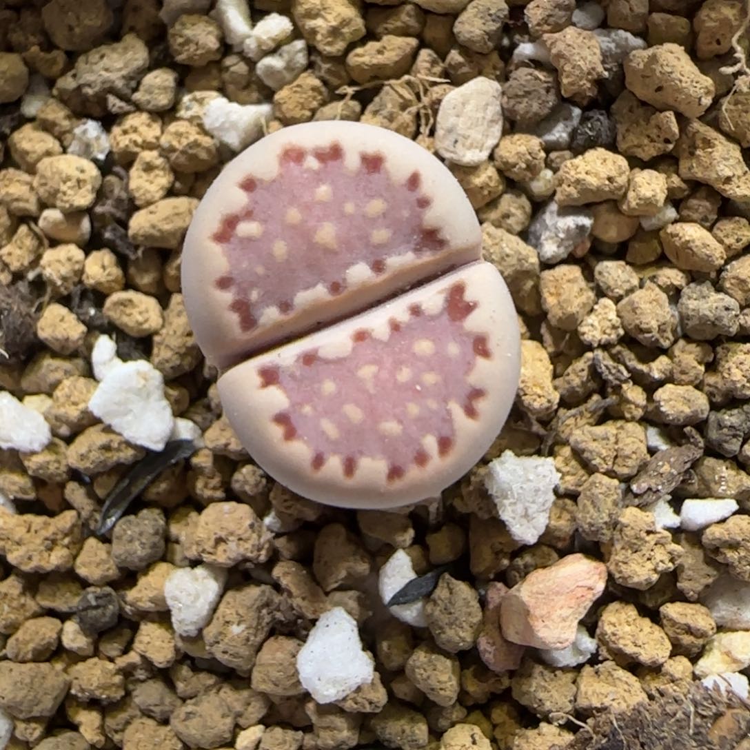 12.1。 脱土发。.013饼干。 2029