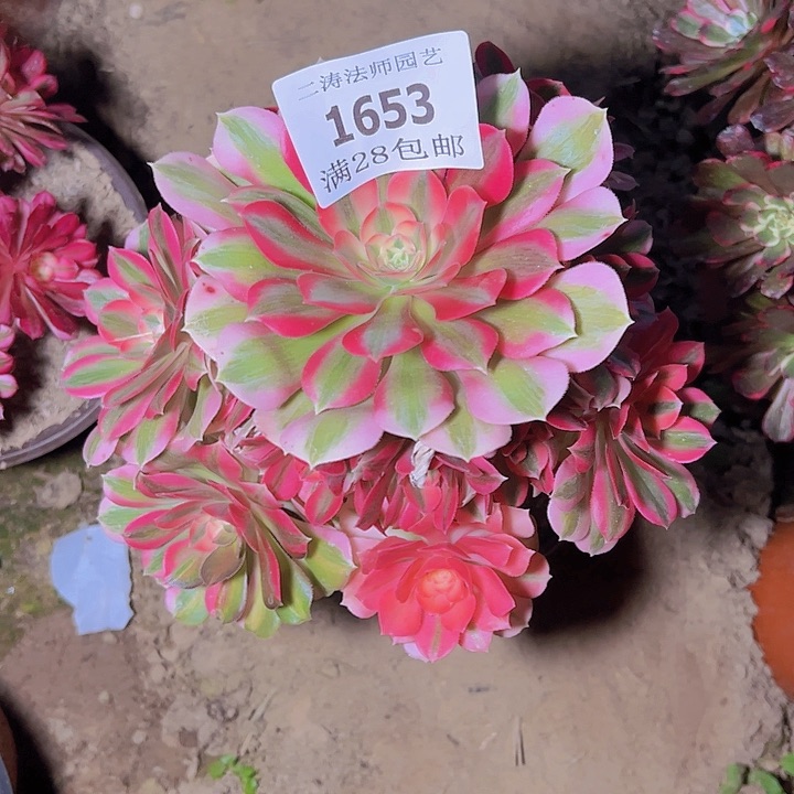 1653粉女巫多肉植物2号