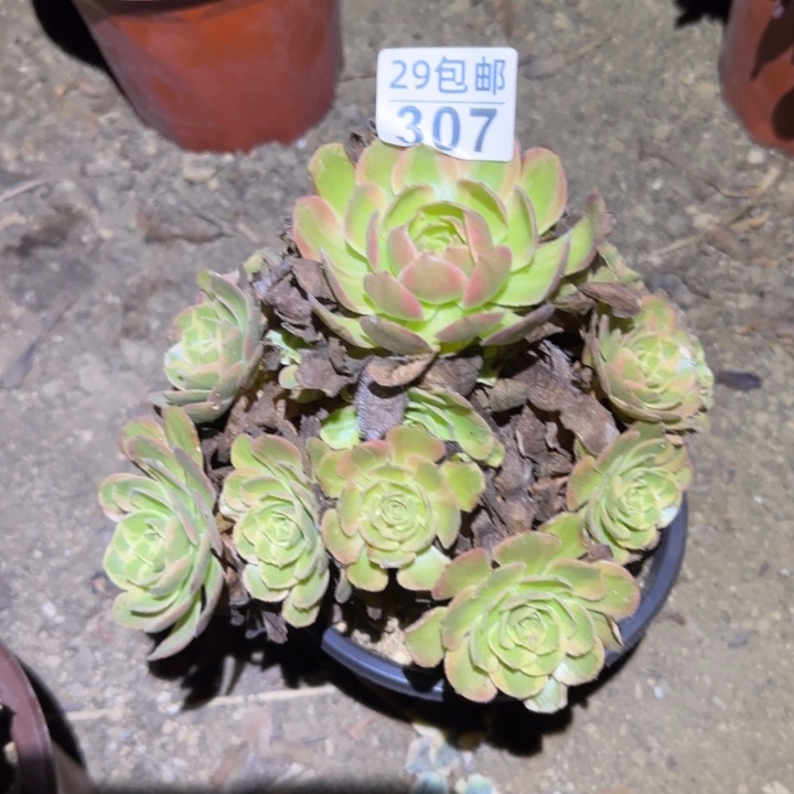 半夏……不包断枝……多肉植物