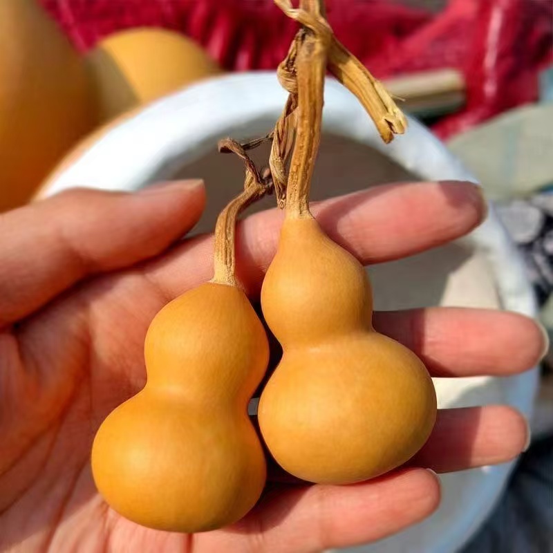 葫芦自家种植小葫芦直播间专属链接【不保龙头】