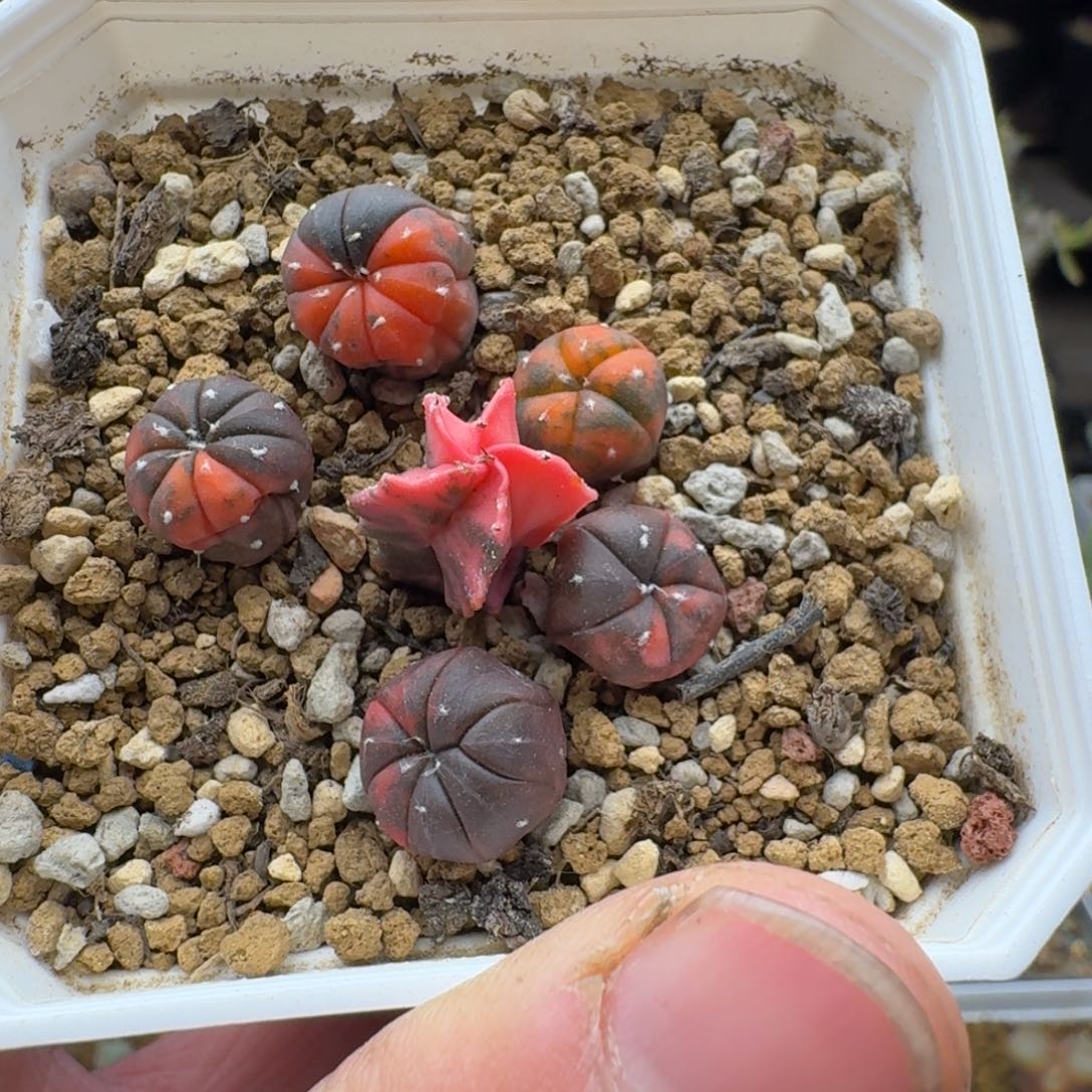 兜锦加鸾凤玉锦多肉