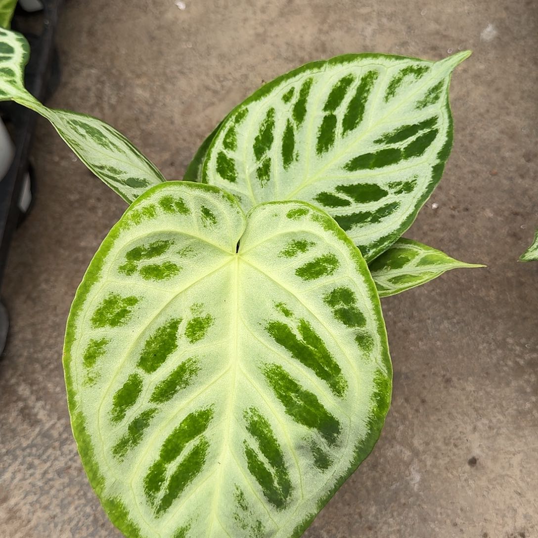 完全开放X123银刷子