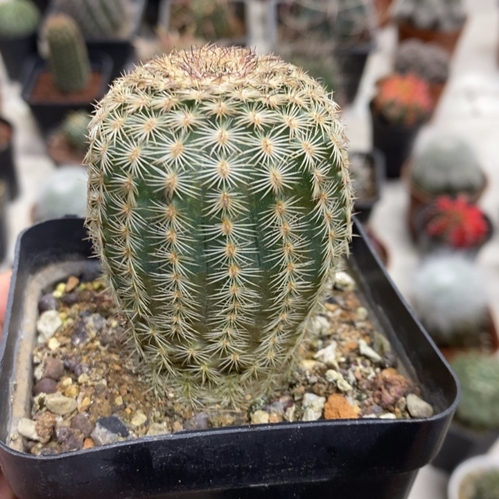 三光虾特价福利包邮