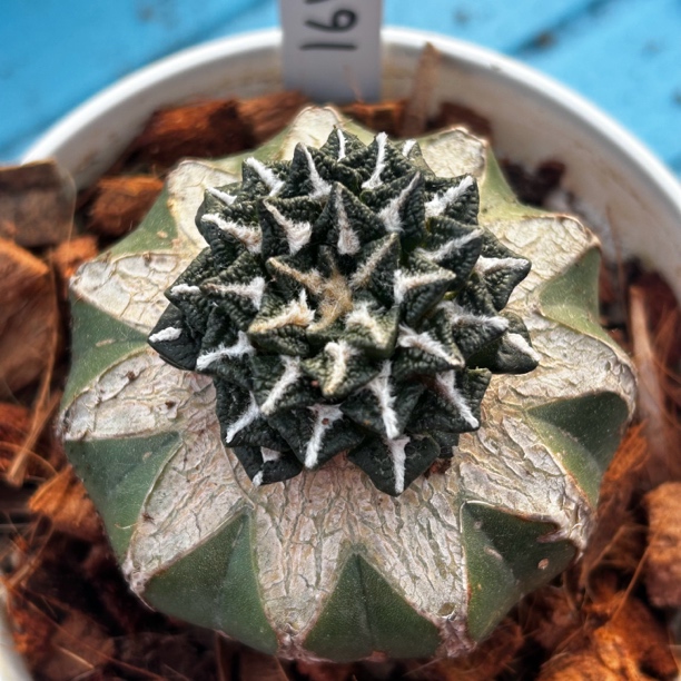 园艺仙人球/牡丹/黑牡丹/a91