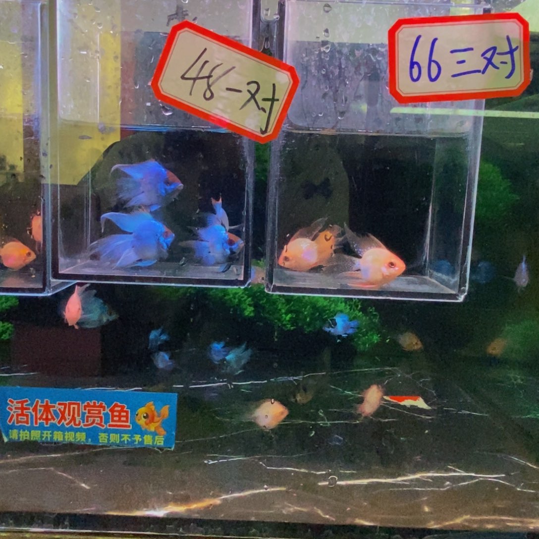 海水鱼金波子两对蓝波子两对微瑕