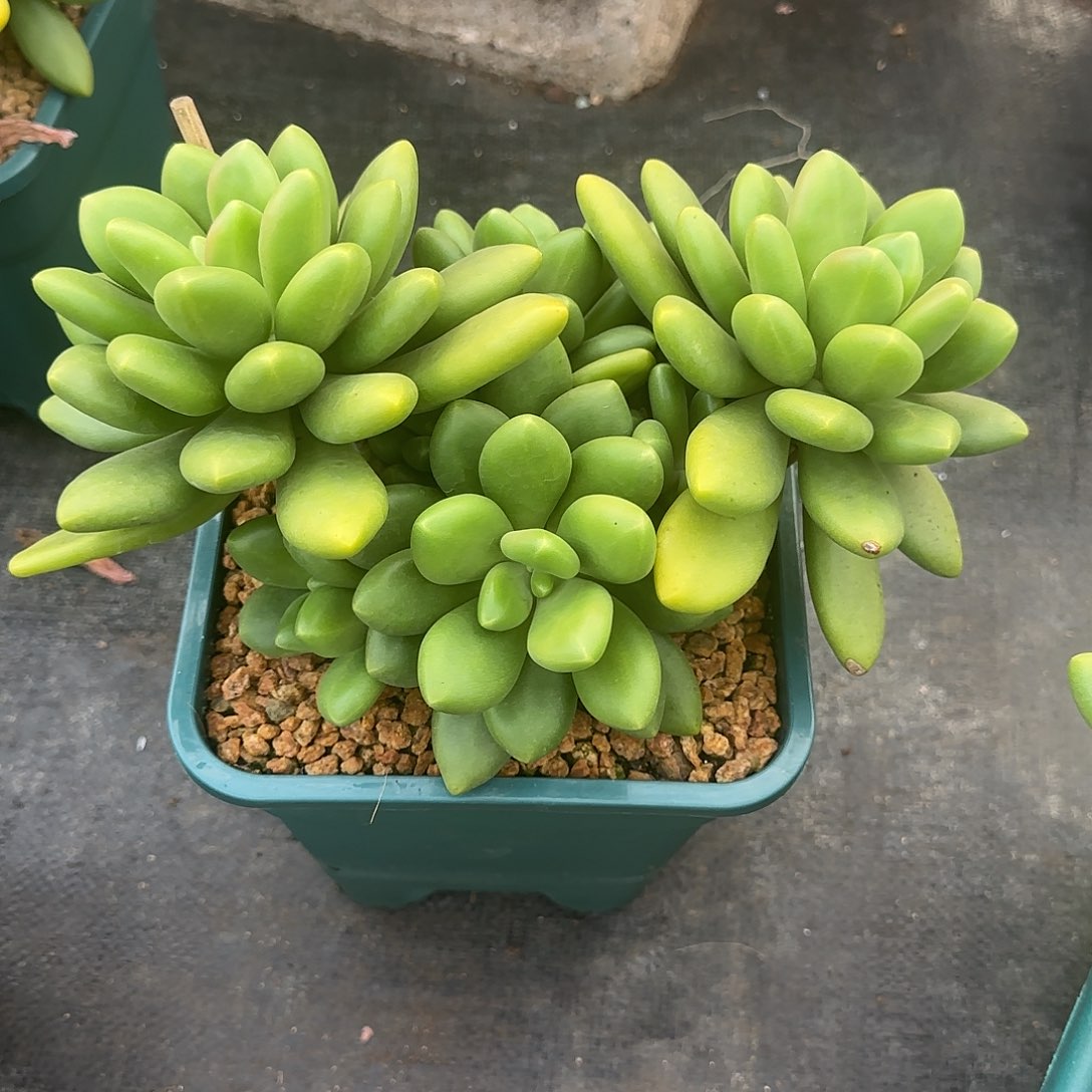 芒果奶多肉植物多肉