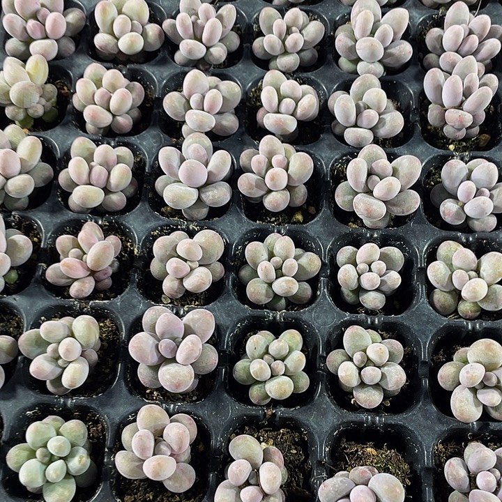 小汤圆1元带土发货