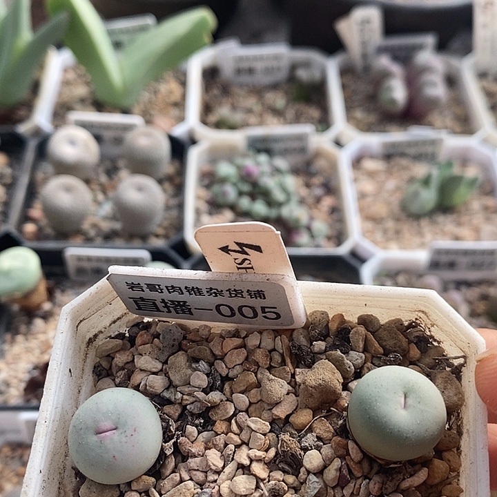 刺猬种源433V嘴一颗