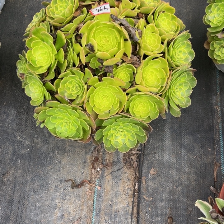 彭****266雨荷多肉植物法师