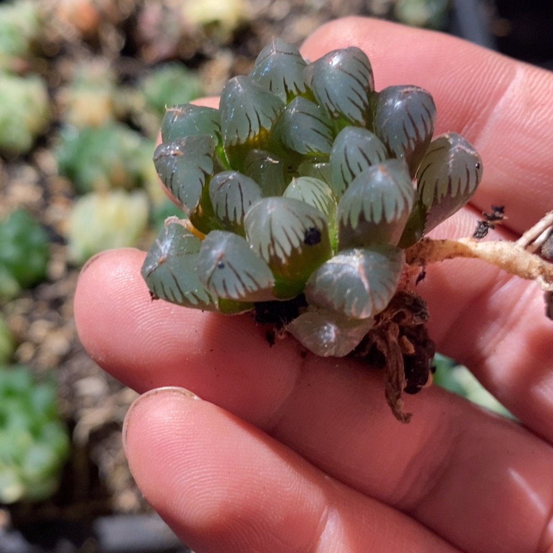 浪***子1963 一颗福利。  