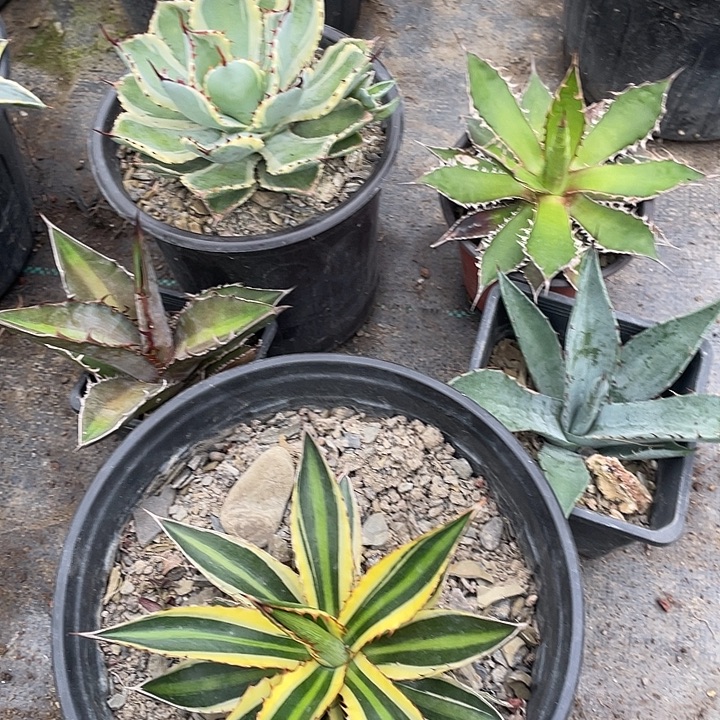鱼***宝无花朵龙舌兰绿色植物