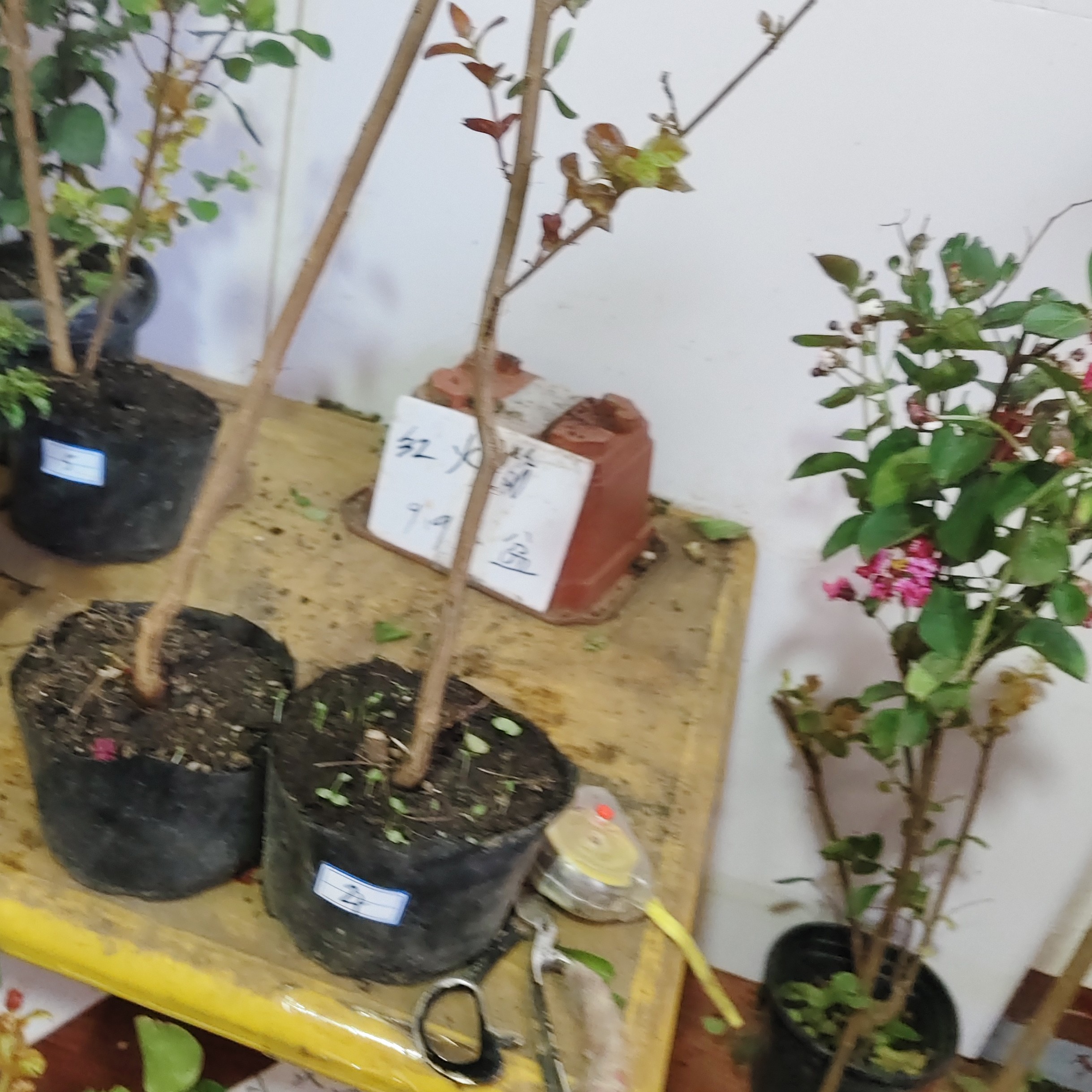 红火箭紫薇花123456