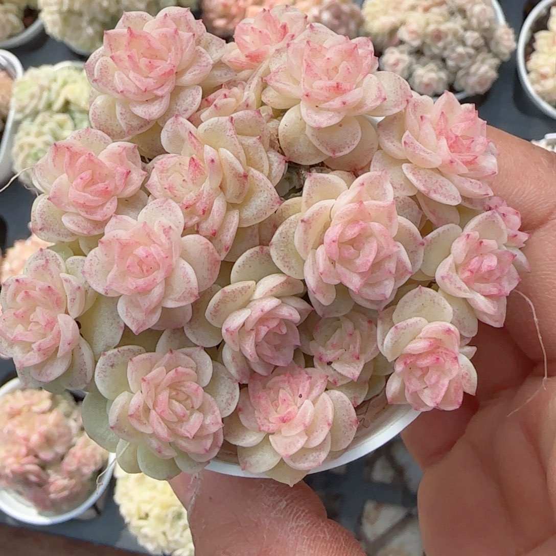 【闪购商品】0205-126（ttp-79）