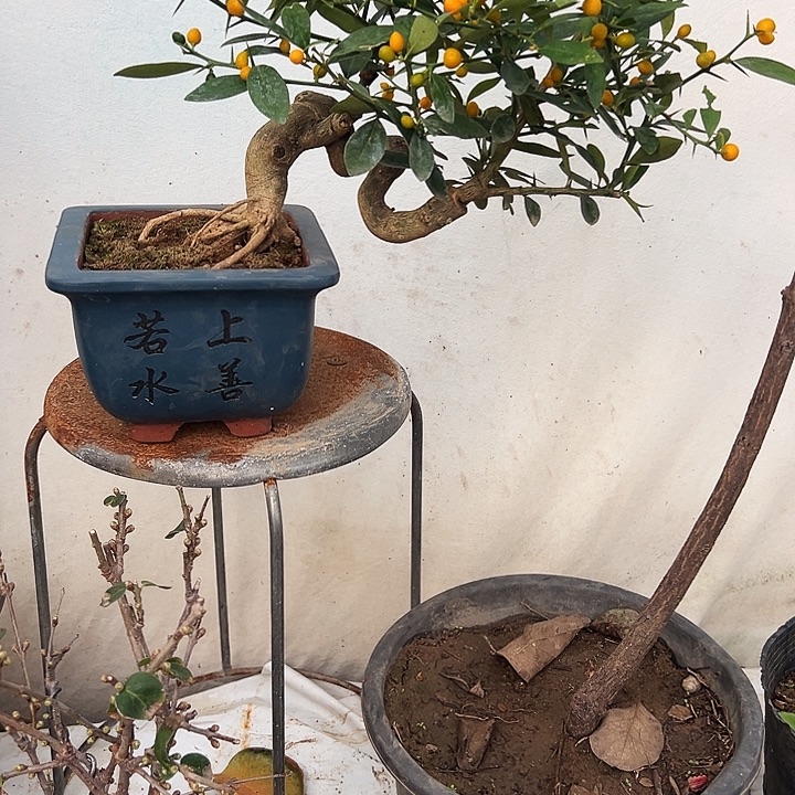 ****酒全部花苞满树果的金豆