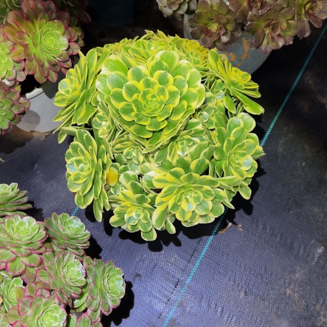 多肉植物迈巴赫老庄