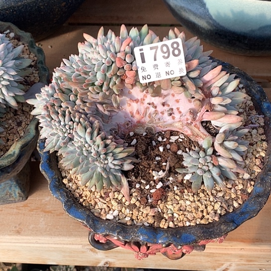 旻***子所罗门缀化798 亏本处理不退不换7-8天发