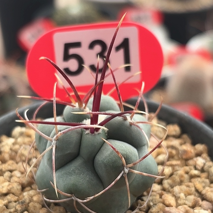 仙人球实生绯冠龙