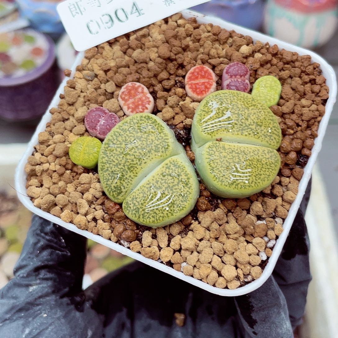 生石花18包邮0904-56