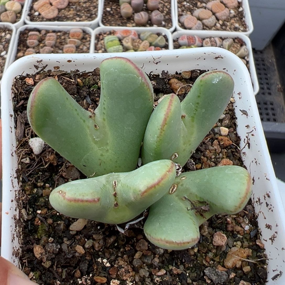 2.5好看的多肉607