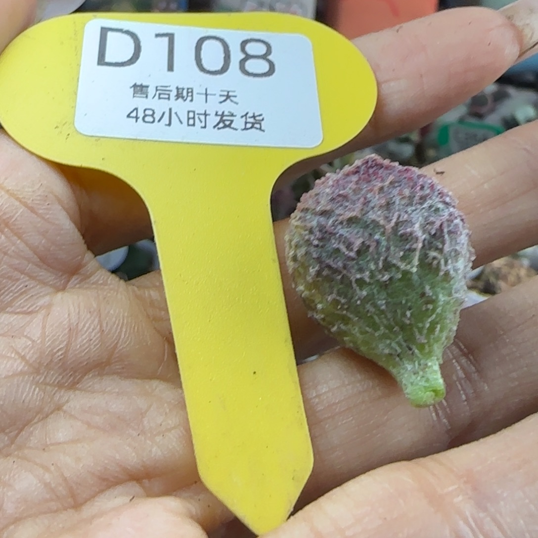 ****～金边金刺。  108。      