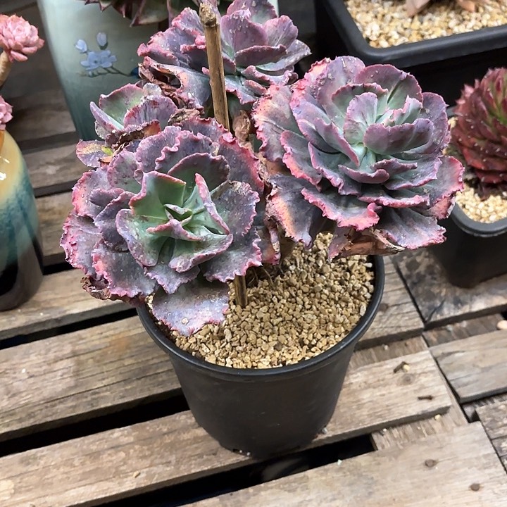 多肉植物，舞会红群