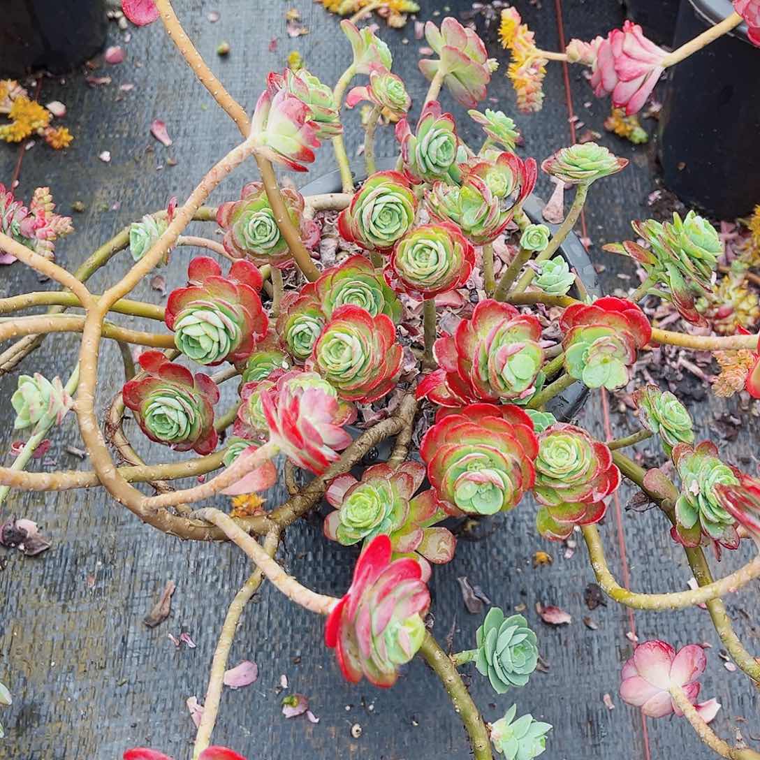 平*心薄化妆一颗脱土发货