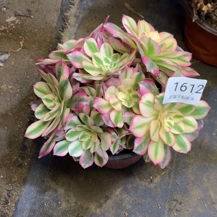 粉荔枝多肉断头不包1612