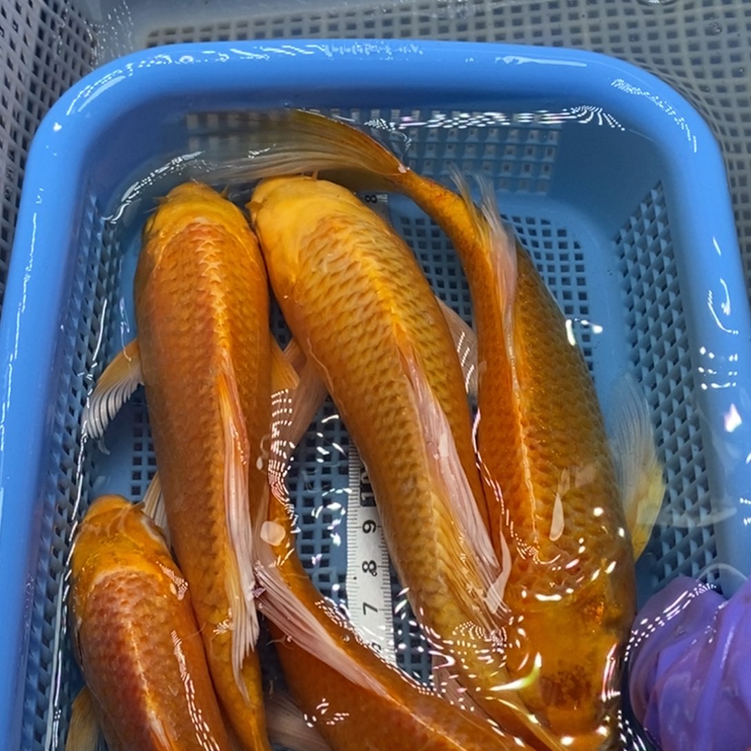 锦鲤冷水锦鲤包邮