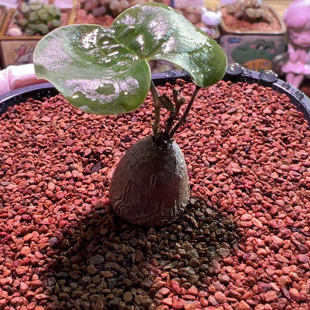 龟甲龙，块根植物