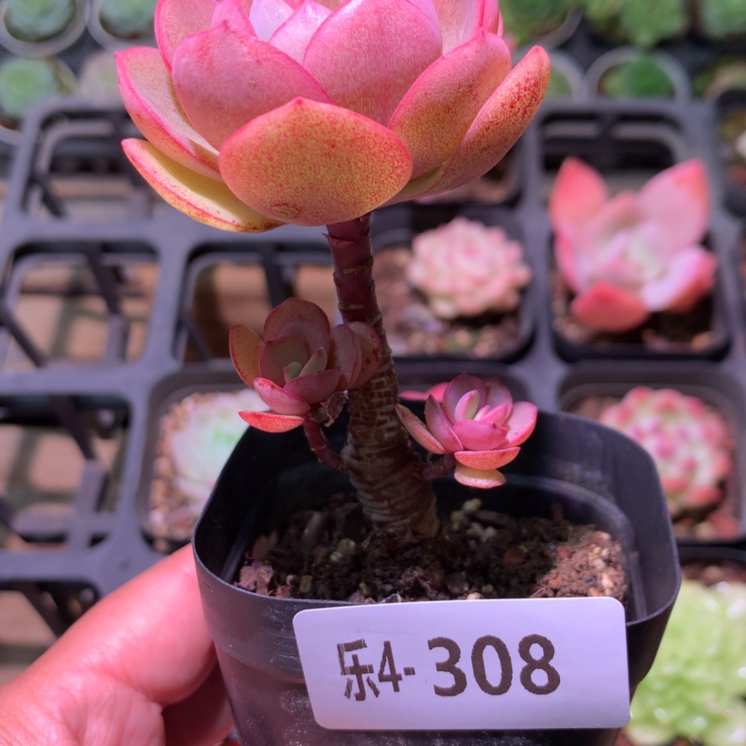 乐然 4-308 秀妍 带仔