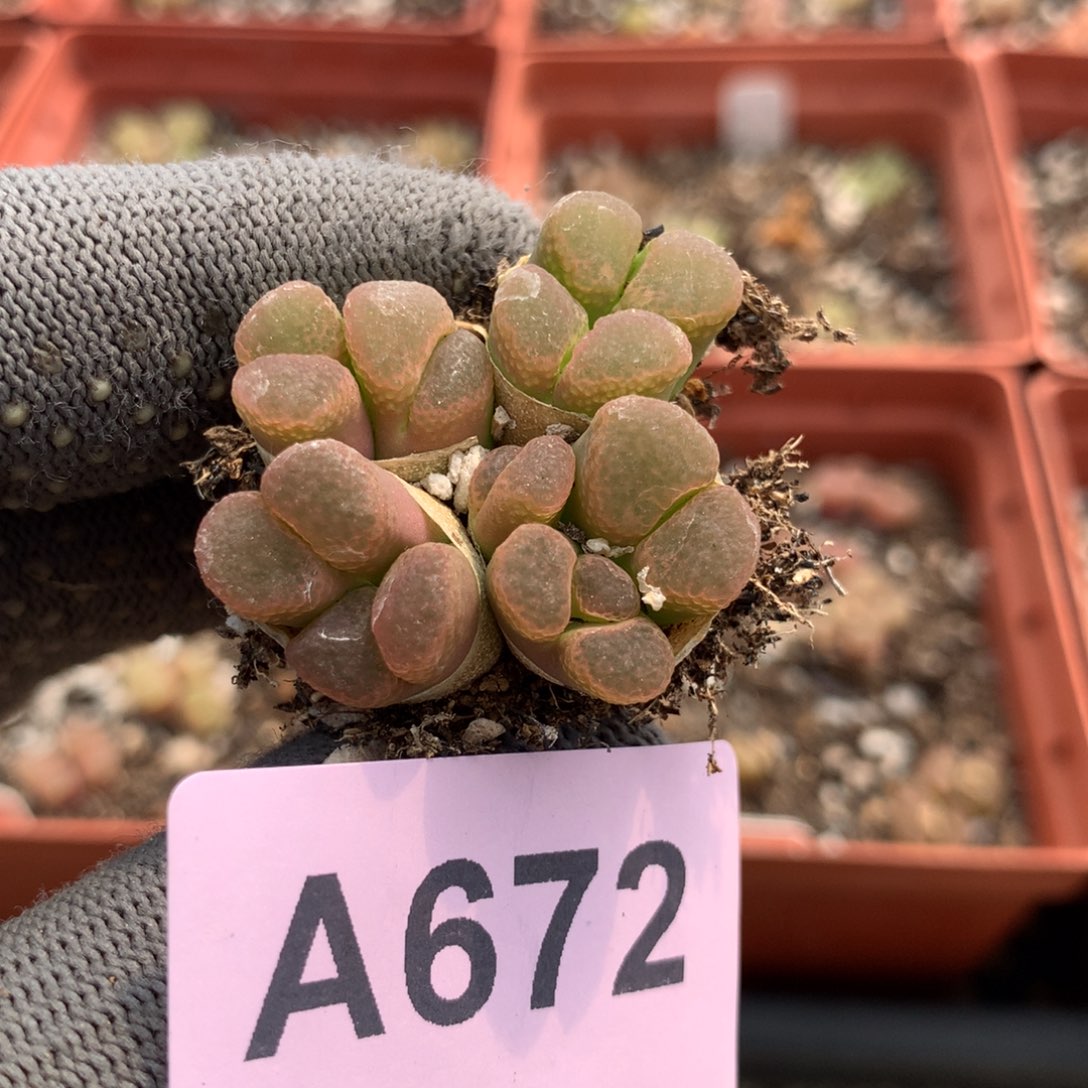 a672粉樱风铃母本