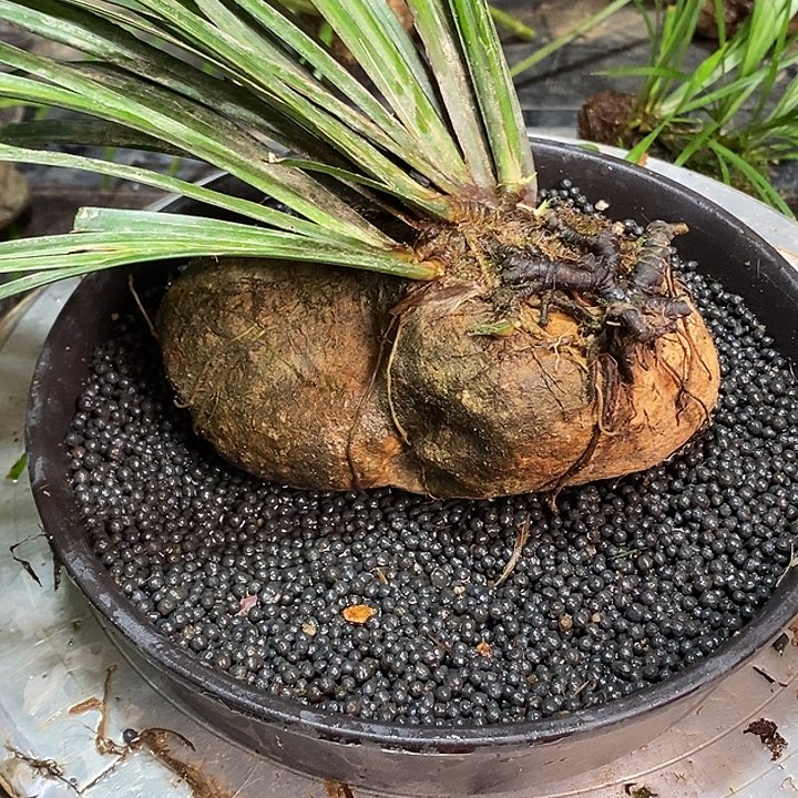 林***子无花朵石菖蒲这就是所谓