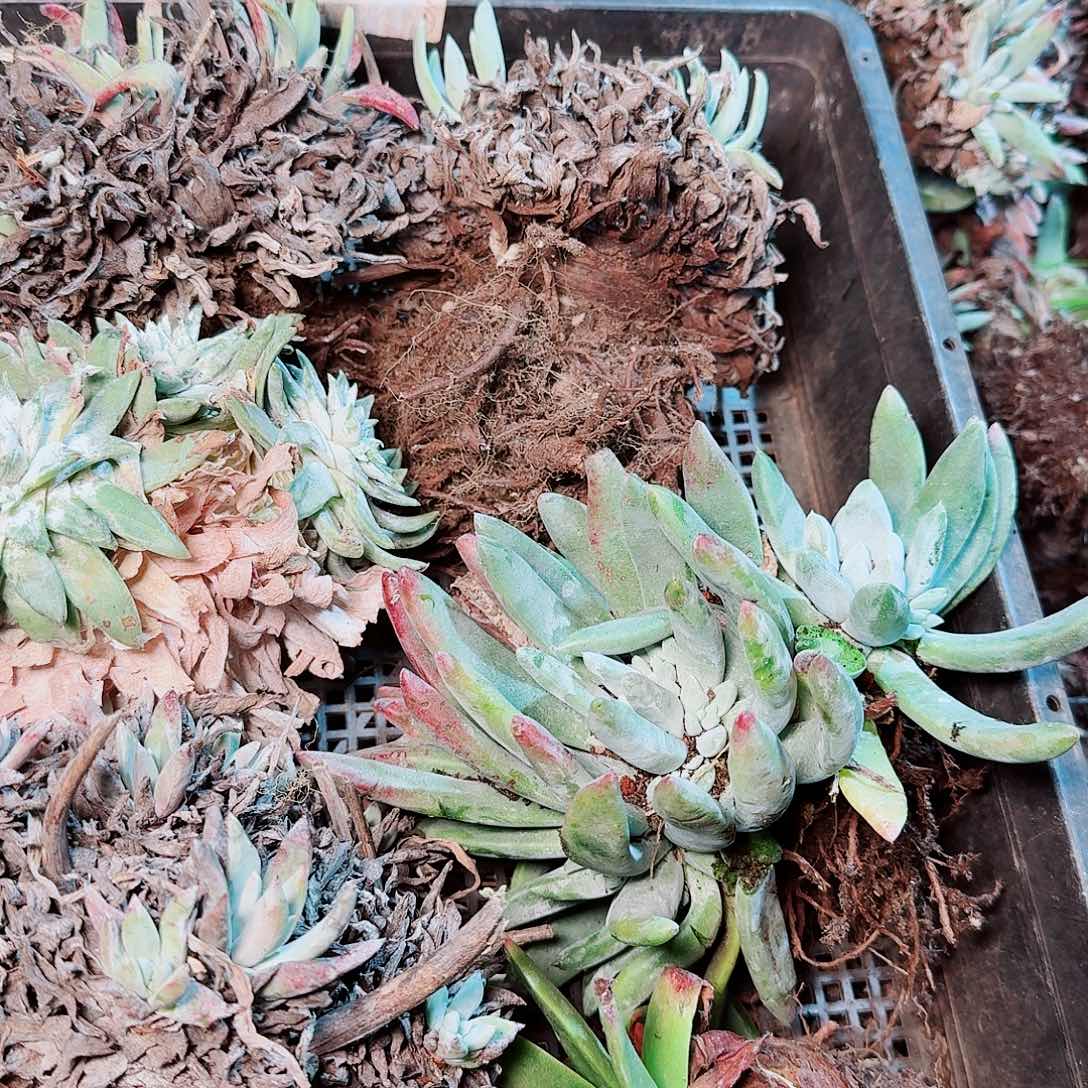 9148瑕疵框拍不售后