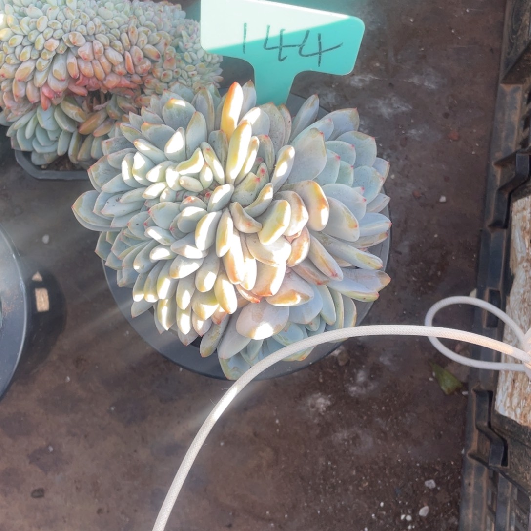 何***清星影多头群生144号