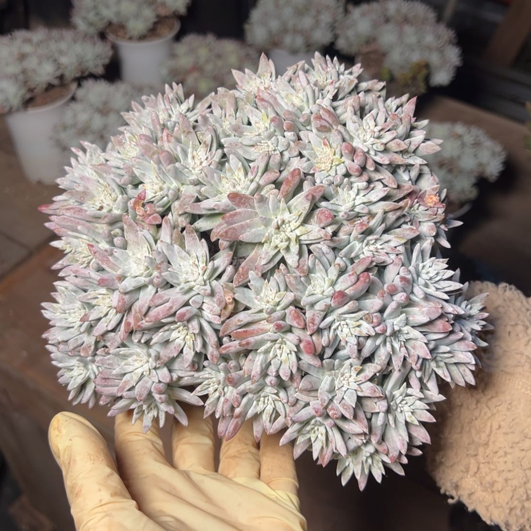 3922哈哈哈哈哈哈哈哈哈哈