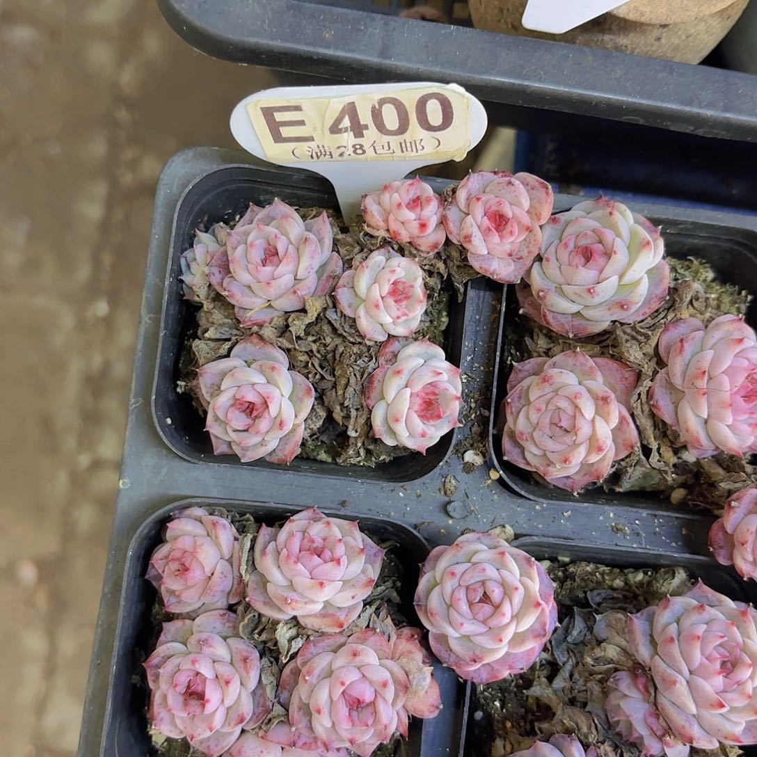 E400蓝孔雀一物语拍