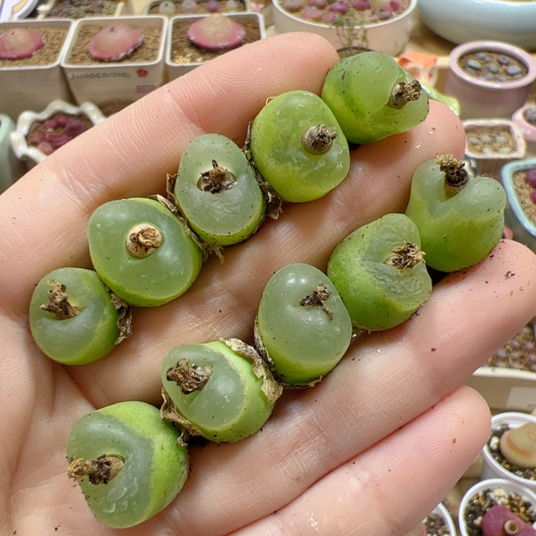 【闪购商品】29 o泡