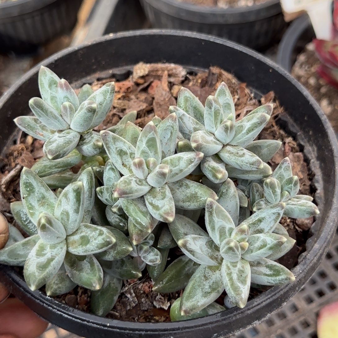 乌拉克拉惊鸿一物一拍包装收缩花旱