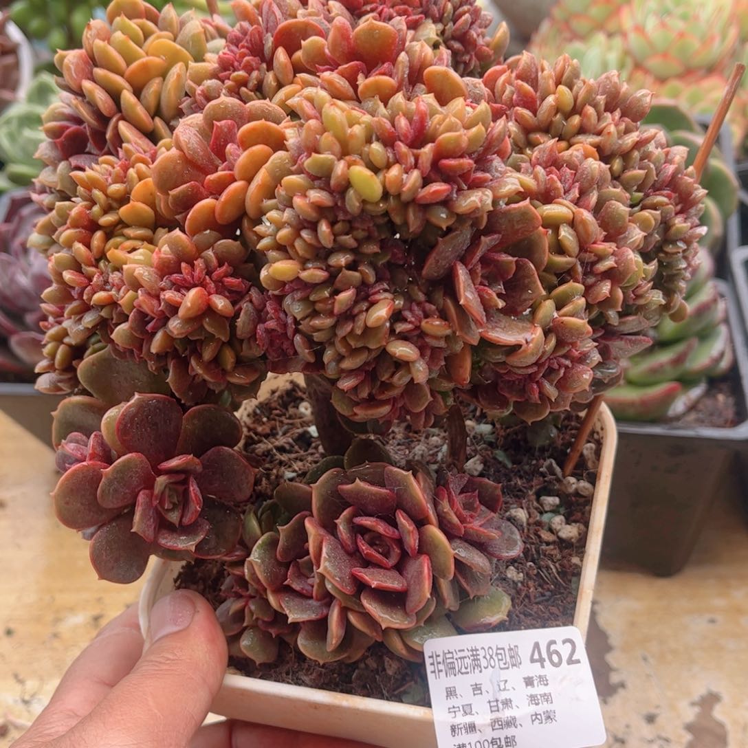 462大红袍缀德华多肉