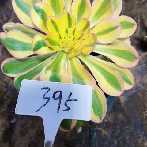 多肉植物艳紫法师