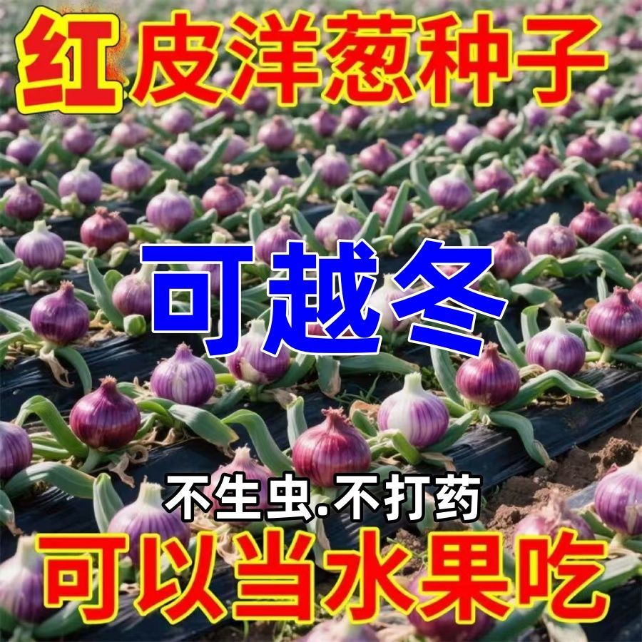 【全店满5包包邮】水果洋葱种子红皮洋葱可以生吃的水果洋葱种子
