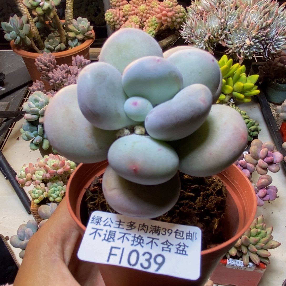 039大叶奶多肉5c m