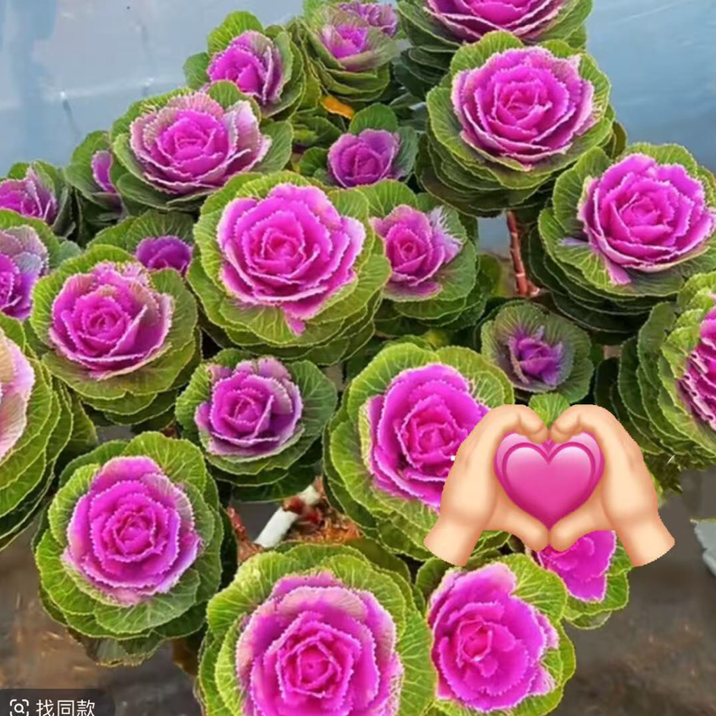 冬季玫瑰羽衣甘蓝多头老桩耐寒室外阳台盆地栽种植可食用观赏花卉