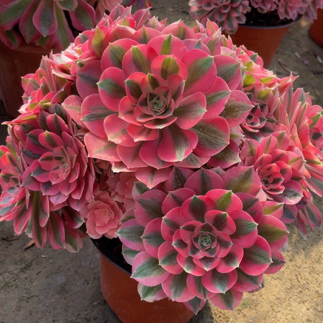 524粉女巫精品法师多肉