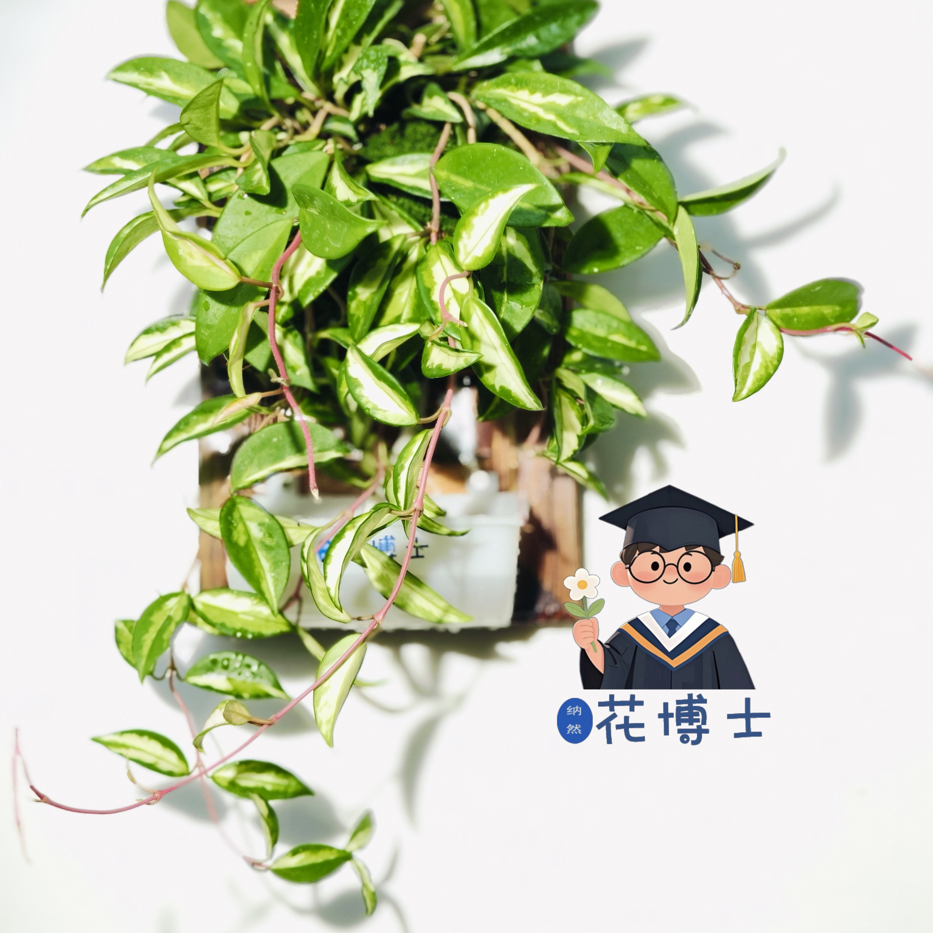 粉黛球兰板植 相框植物 墙上花卉高品质植物四季可养适合阳台庭院